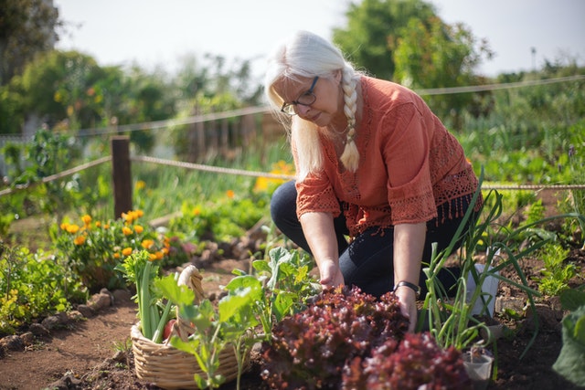 8 tips för att hålla din trädgård vacker